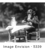 #5339 Chimpanzee At A Table
