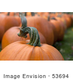 #53694 Royalty-Free Stock Photo Of Pumpkin In Field 7