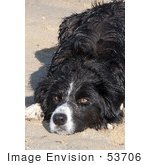 #53706 Royalty-Free Stock Photo Of Dog Closeup