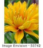 #53742 Royalty-Free Stock Photo Of A Yellow Flower