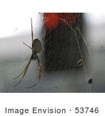 #53746 Royalty-Free Stock Photo Of A Spider In A Web