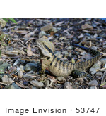 #53747 Royalty-Free Stock Photo Of A Lizard On The Ground