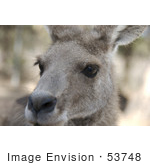 #53748 Royalty-Free Stock Photo Of A Kangaroo Face