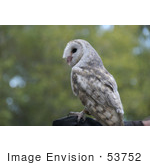 #53752 Royalty-Free Stock Photo Of An Owl Perched On A Gloved Hand