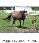#53755 Royalty-Free Stock Photo Of A Mare And Foal