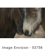 #53758 Royalty-Free Stock Photo Of A Pair Of Horses In Love