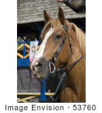 #53760 Royalty-Free Stock Photo Of A Knight&Rsquo;S Horse