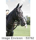 #53762 Royalty-Free Stock Photo Of A Thoroughbred Horse Head