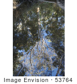 #53764 Royalty-Free Stock Photo Of A View Up To Trees