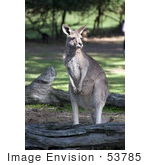 #53785 Royalty-Free Stock Photo Of A Kangaroo