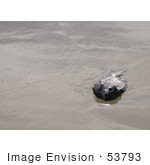 #53793 Royalty-Free Stock Photo Of A Dead Fish On A Beach