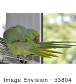 #53804 Royalty-Free Stock Photo Of A Parrot