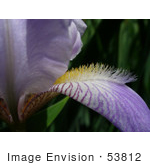 #53812 Royalty-Free Stock Photo Of A Purple Iris Closeup