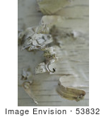 #53832 Royalty-Free Stock Photo Of A Tree Bark Closeup