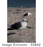 #53842 Royalty-Free Stock Photo Of A Seagull Portrait