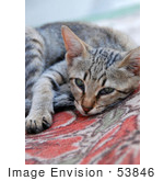 #53846 Royalty-Free Stock Photo Of A Tired Kitten