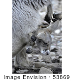 #53869 Royalty-Free Stock Photo Of A Joey