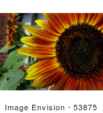 #53875 Royalty-Free Stock Photo Of A Red Sunflower