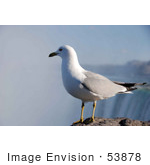 #53878 Royalty-Free Stock Photo Of A Lone Seagull