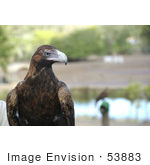 #53883 Royalty-Free Stock Photo Of A Juvenile Golden Eagle
