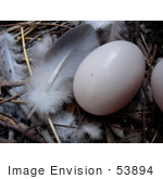 #53894 Royalty-Free Stock Photo Of A Feather And Egg In A Nest