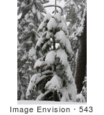 #543 Winter Picture Of A Snow Covered Evergreen Tree