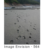 #564 Photograph Of Human And Dog Prints In The Mud
