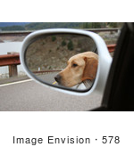 #578 Image Of A Yellow Lab Sticking His Head Out Of A Car Window