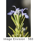 #583 Picture Of Rosemary Flowers