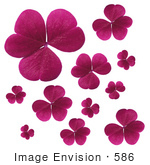 #586 Picture Of Pink Clover Leaves