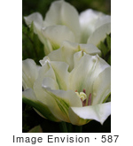 #587 Picture of White and Green Tulips by Jamie Voetsch