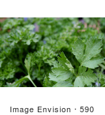 #590 Picture Of Italian And Curly Parsley