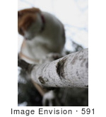 #591 Photograph of a Cat in a Tree by Jamie Voetsch