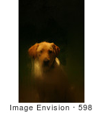 #598 Picture Of A Yellow Labrador Retriever Waiting At The Front Door