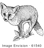 #61540 Clipart Of A Red Fox And Plants In Black And White - Royalty Free Vector Illustration by JVPD