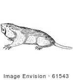 #61543 Clipart Of A Pocket Gopher In Black And White - Royalty Free Vector Illustration
