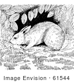 #61544 Clipart Of A Cottontail Rabbit Under A Shrub In Black And White - Royalty Free Vector Illustration