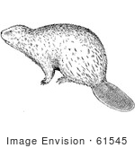 #61545 Clipart Of A Beaver In Black And White - Royalty Free Vector Illustration