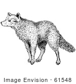 #61548 Clipart Of A Sniffing Wolf In Black And White - Royalty Free Vector Illustration