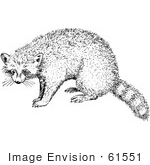 #61551 Clipart Of A Raccoon In Black And White - Royalty Free Vector Illustration