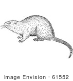 #61552 Clipart Of A Muskrat In Black And White - Royalty Free Vector Illustration