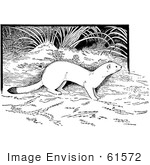 #61572 Clipart Of A White Weasel In The Forest In Black And White - Royalty Free Vector Illustration