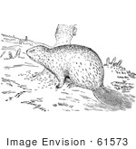 #61573 Clipart Of A Beaver With Stumps In Black And White - Royalty Free Vector Illustration