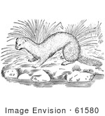 #61580 Clipart Of A Mink On River Rocks In Black And White - Royalty Free Vector Illustration