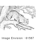 #61587 Clipart Of A Bobcat In A Tree In Black And White - Royalty Free Vector Illustration