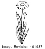 #61937 Clipart Of A Daisy Plant With A Flower And Bud In Black And White - Royalty Free Vector Illustration by JVPD