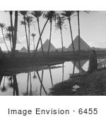 #6455 Pyramids Through A Palm Grove