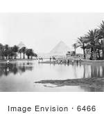 #6466 Palms Framing The Pyramids Of Giza