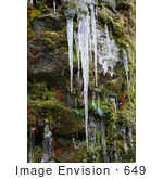 #649 Image Of Icicles And Moss
