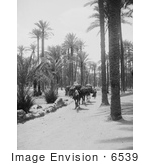 #6539 Camel Caravan in a Palm Grove, Memphis, Egypt by JVPD